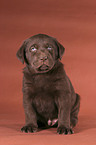 sitzender Labrador Welpe