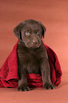 sitzender Labrador Welpe