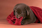 liegender Labrador Welpe