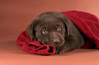 liegender Labrador Welpe