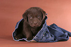 sitzender Labrador Welpe