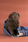 sitzender Labrador Welpe