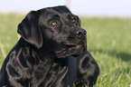 Labrador Portrait