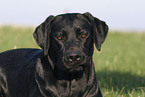 Labrador Portrait