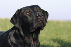 Labrador Portrait