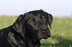 Labrador Portrait