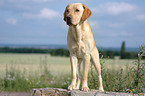 gelber Labrador Retriever