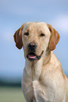 Labrador Retriever Portrait