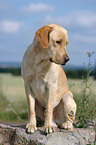 gelber Labrador Retriever