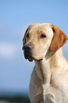 Labrador Retriever Portrait