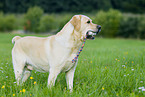 gelber Labrador Retriever