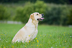 gelber Labrador Retriever