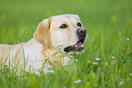 gelber Labrador Retriever