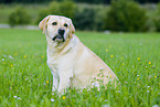 gelber Labrador Retriever