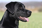 Labrador Retriever Portrait