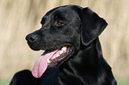 Labrador Retriever Portrait