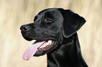 Labrador Retriever Portrait