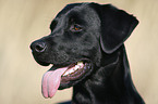 Labrador Retriever Portrait