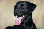 Labrador Retriever Portrait