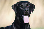 Labrador Retriever Portrait