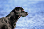 Labrador Retriever Portrait