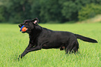 schwarzer Labrador Retriever