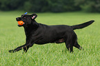 schwarzer Labrador Retriever