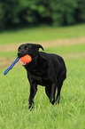 schwarzer Labrador Retriever