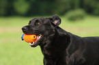 schwarzer Labrador Retriever