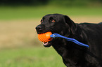 schwarzer Labrador Retriever