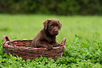 Labrador Retriever Welpe