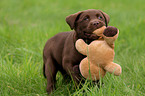 Labrador Retriever Welpe