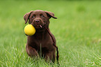 Labrador Retriever Welpe