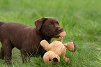 Labrador Retriever Welpe