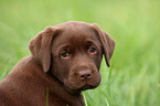 Labrador Retriever Welpe