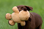 Labrador Retriever Welpe