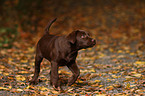 brauner Labrador Retriever