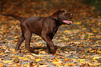 brauner Labrador Retriever