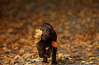 brauner Labrador Retriever