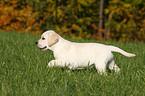 blonder Labrador Retriever