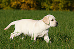 blonder Labrador Retriever