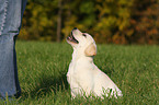 blonder Labrador Retriever