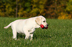 blonder Labrador Retriever