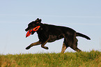 Labrador beim apportieren