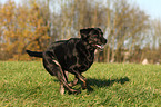 rennender Labrador