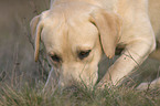 Labrador