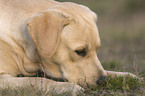 liegender Labrador Retriever