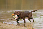 Labrador Retriever Hndin