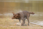 Labrador Retriever Hndin