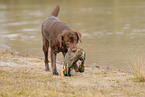 Labrador Retriever Hndin